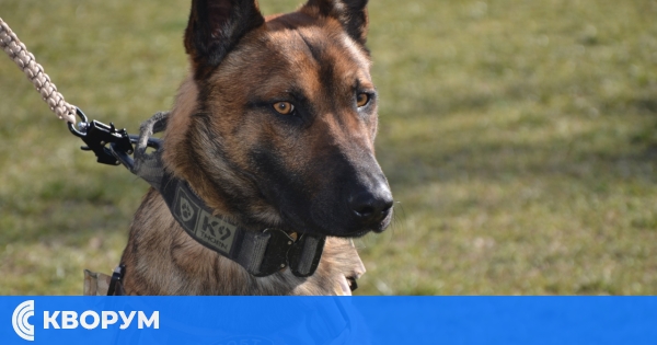 Жандармерията изпраща Булет и Чили на обучение в Бавария