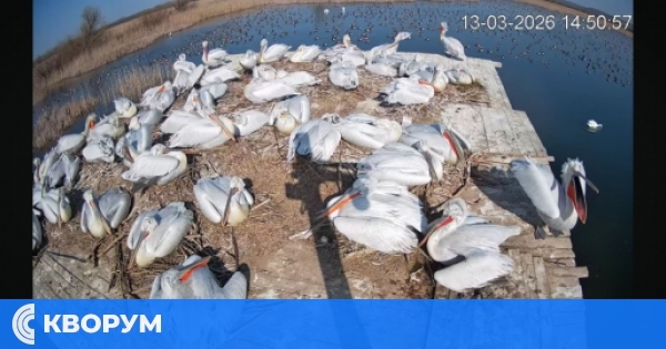 Първи яйца в защитената местност "Калимок–Бръшлен"