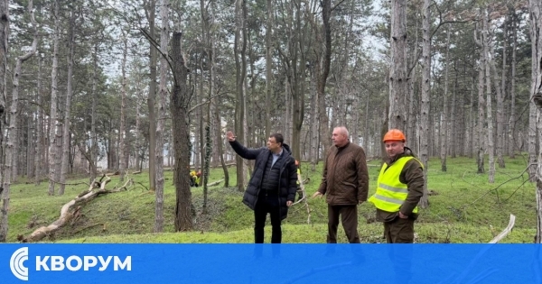 Премахват опасни дървета в гората до крепостта