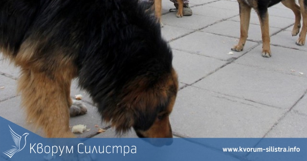 Бездомни кучета от съседни области превозвани нелегално в Силистренско