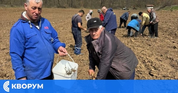Лесовъди и доброволци създадоха нова гора в община Дулово