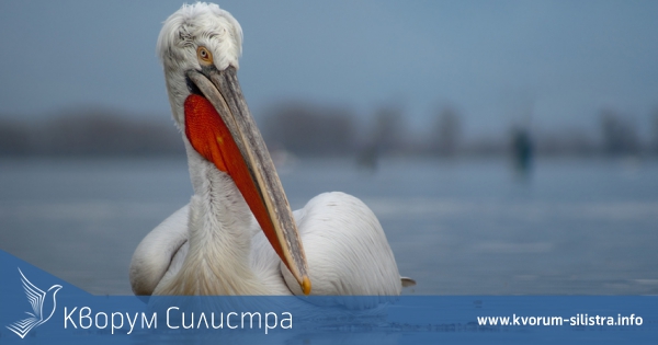 Експерти на РИОСВ-Русе са установили нарушение при преброяването на водолюбивите птици