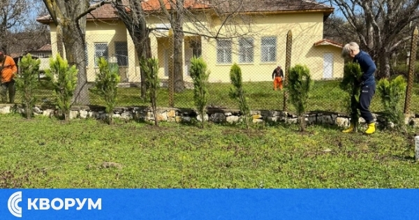 Засадиха туи пред читалището в село Българка