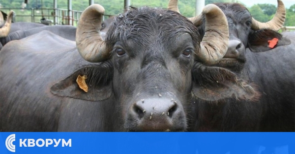 Огнище на антракс в село Черногор: 9 бивола са умрели