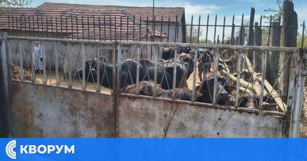 Антракс в Черногор: болни и умрели биволи преработвани в нелегални кланици в три области