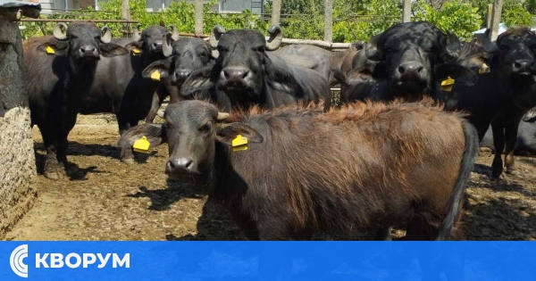 Светлана Христова от Черногор: Подадох сигнала за антракса сама, институциите се забавиха