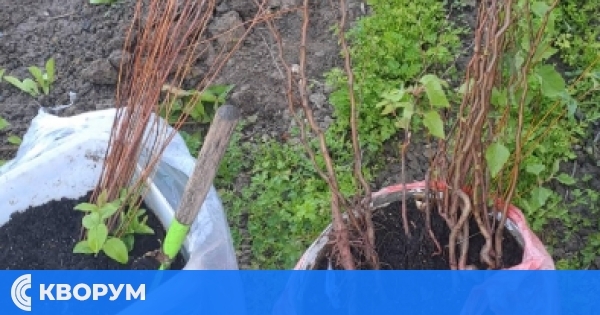 Читалище "Светлина" – Преславци засади 30 дръвчета за Деня на Земята