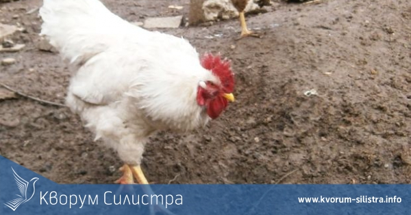 На Петльовден се почита мъжката сила