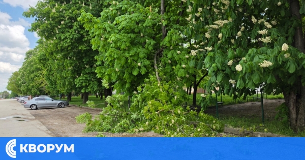 Голям клон от кестен се стовари върху паркинг в Силистра