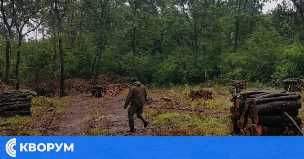 Съдът в Дулово оневини горски стражар, обвинен за незаконна сеч