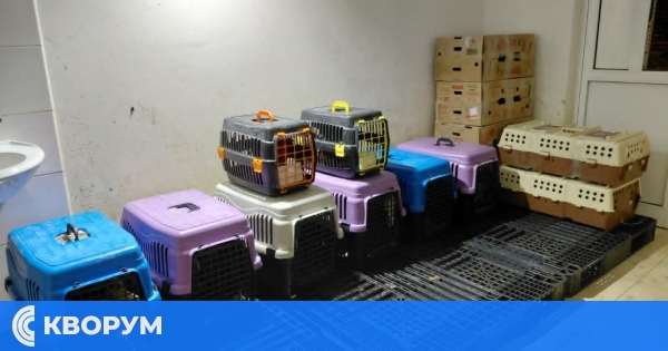 РИОСВ – Русе състави акт за незаконен превоз на екзотични птици