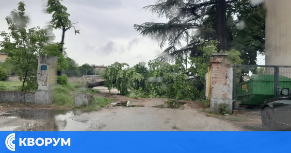Паднало дърво блокира входа към стадион "Доростол" в Силистра