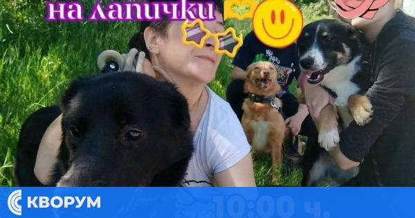 Доброволци ще разхождат над 15 кученца в инициативата "Съботни разходки на лапички"