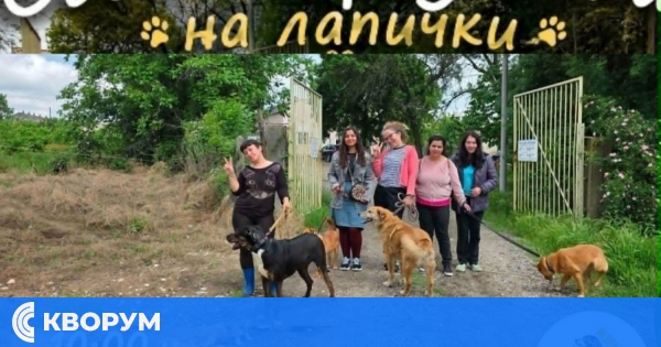 Приютът в Калипетрово кани доброволци на съботни разходки с кучетата