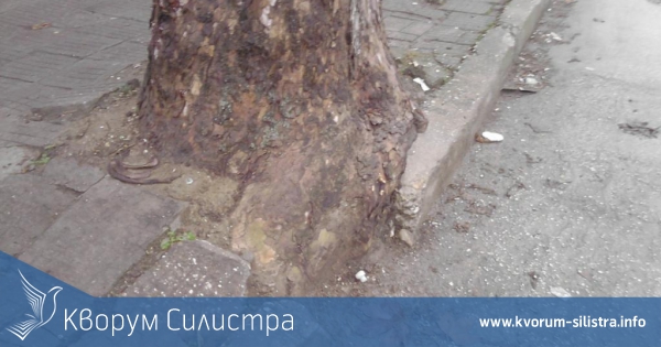 От утре започва премахването и кастренето на опасни дървета