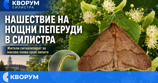 Жители на Силистра сигнализират за нашествие на големи нощни пеперуди