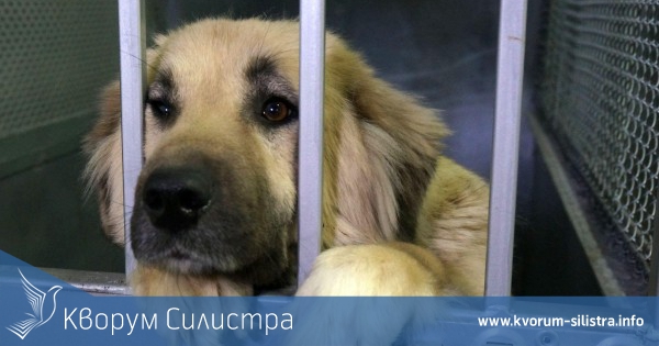 До 2 месец откриват приюта за бездомни кучета в Силистра