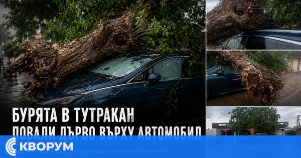Огромно дърво падна върху паркиран автомобил след бурята в Тутракан