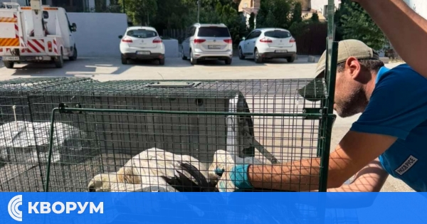 Два ранени щъркела бяха спасени при съвместна акция в село Черник
