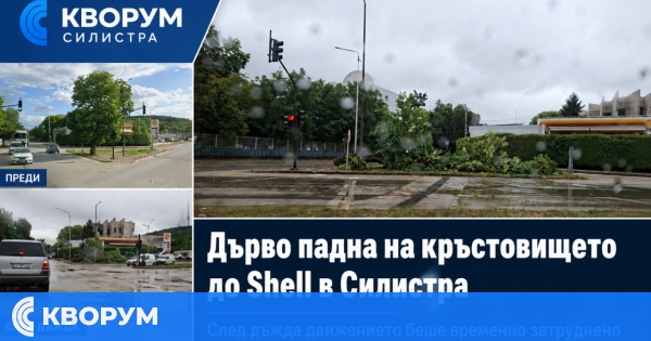 Дърво падна на кръстовище в Силистра, движението беше временно затруднено