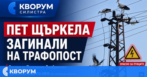 Сигнал за пет загинали щъркела на трафопост в Полковник Ламбриново