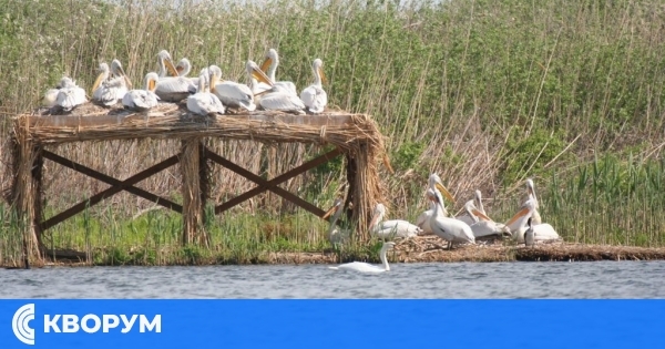 Няма проблеми с биоразнообразието в "Сребърна", но ниското ниво на Дунав остава риск