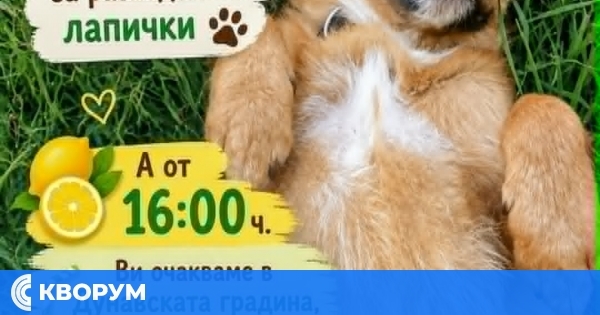 Благотворителна лимонада в Силистра ще събира средства за кучетата от приюта в Калипетрово