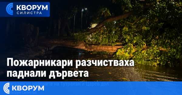 Пожарникари разчистваха паднали дървета и клони край Тутракан и Царев дол