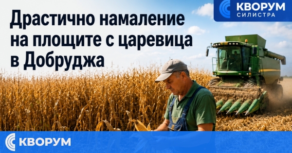 Засушаването сви драстично площите с царевица в Добруджа, фермерите търсят алтернативи