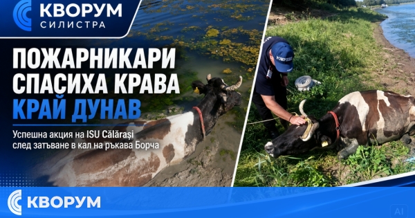 Пожарникари спасиха крава, затънала в кал край Дунав