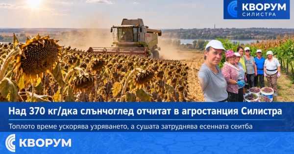 По-ранно узряване на гроздето и над 370 кг/дка слънчоглед в Силистра