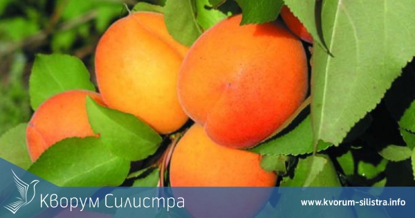 При среден добив от 570 кг/дка започна беритбата на кайсии в Силистренско