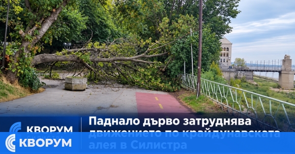 Паднало дърво затруднява преминаването по крайдунавската алея в Силистра