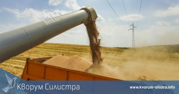 Средният добив от пшеница в област Силистра е 442 кг/дка