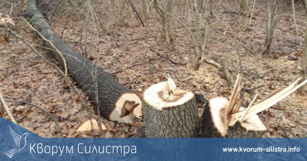 Полицията задържа мъж, организирал бракониерска сеч в околностите на село Йорданово