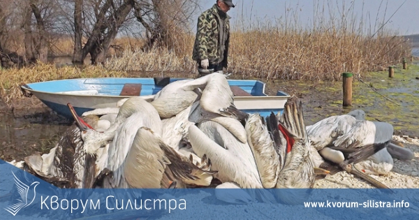 21 мъртви пеликана бяха изнесени от резервата "Сребърна"