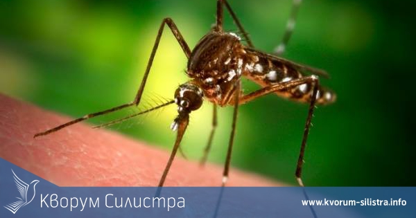На 6 юли (понеделник) от 22:00 ч. ще започне наземна обработка срещу популацията на комари