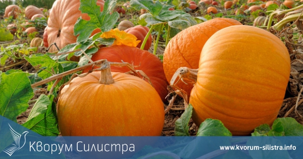 Кражба на тикви, теле и катастрофа на пиян и неправоспособен водач белязоха хрониката на полицията през уикенда