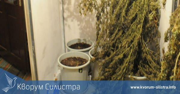 Домашна наркооранжерия откриха при полицейска операция в Силистренско