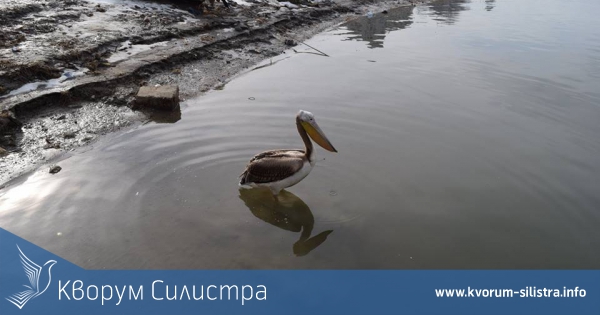 Къдроглав пеликан се появи в Силистра