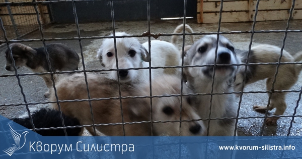 Намериха стопани за 14 кучета от приюта в Силистра