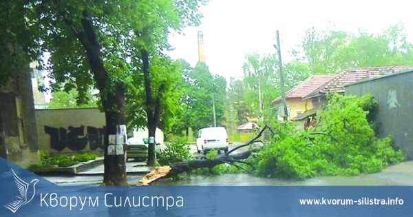 Община Силистра почисти две паднали дървета след сутрешната буря