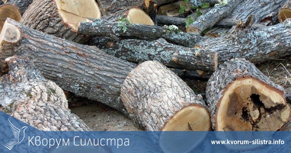 8 кубика крадена дървесина хванаха в Брадвари