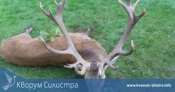 Разследват убийство на благороден елен