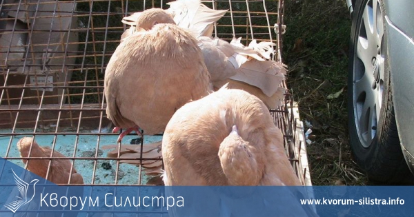 Изложба на гълъби и екзотични птици и животни направи силистренското гълъбовъдно дружество "Вестоносец"