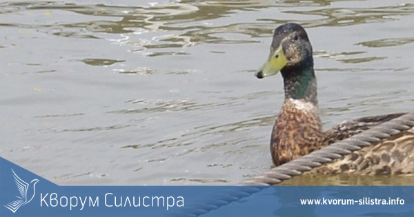 Дунав на път да заври. Днес бе измерена температура от 26.6 С градуса при Силистра