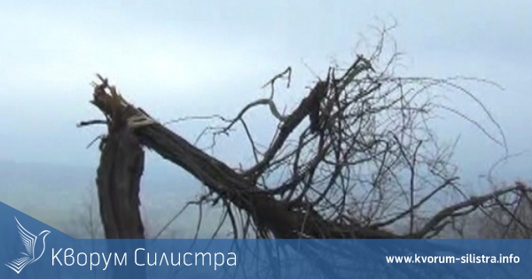 Първи поражения от силният вятър в Силистренско