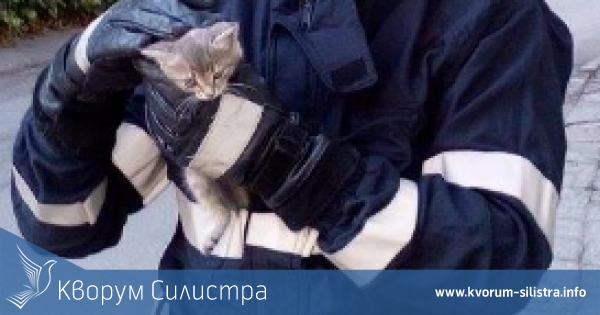 Силистренски огнеборци спасиха коте, пропаднало в шахта