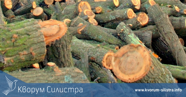 Хванаха 15 кубика незаконна дървесина