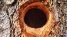 Кълвач направи огромна дупка в дърво в силистренското село Поляна